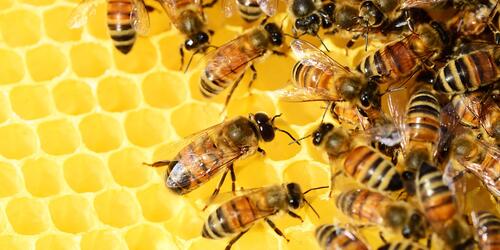 Faszination "Honigbiene" - für Erwachsene und Kinder ab 8 Jahre in Begleitung