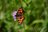 Schmetterlings-Exkursion zur Seibersdorfer Brenne