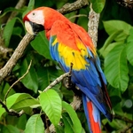 Ausstellung Naturwunder Costa Rica