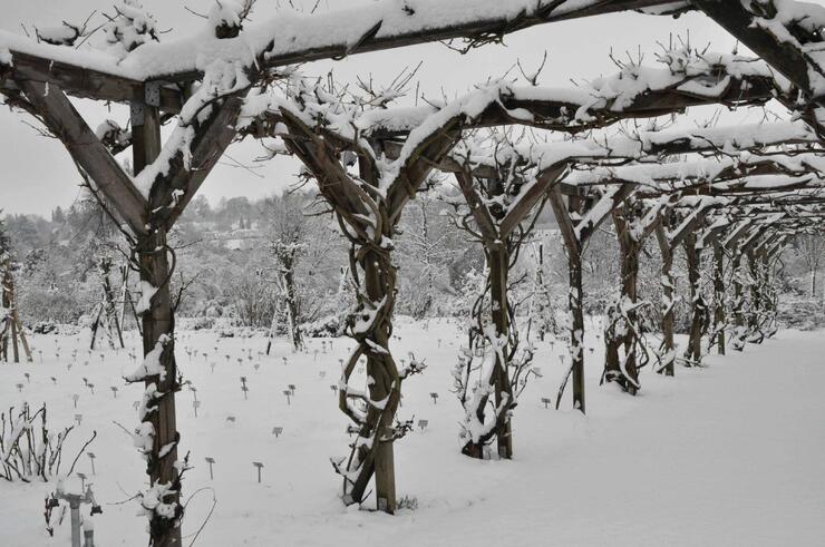 Sonntagsführungen - Winter im Sichtungsgarten, neue Pflegekonzepte