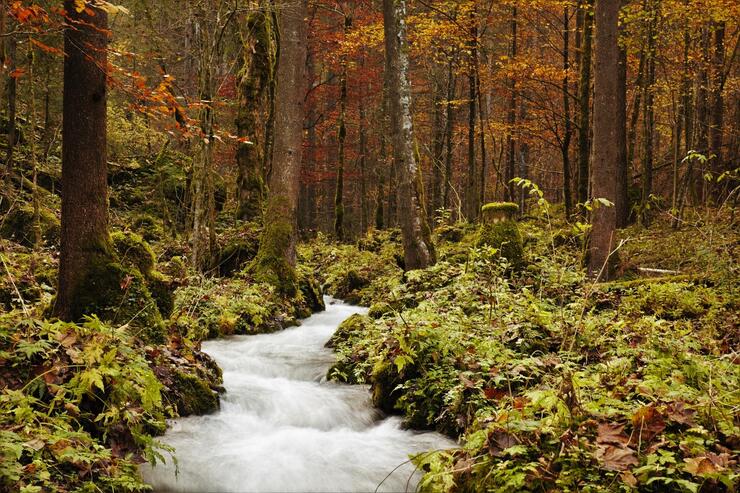 Wundersames Waldgeflüster - die Sprache der Bäume und Kräuter