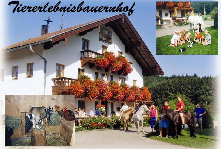 Ponyreiten auf Islandponys in Chieming
