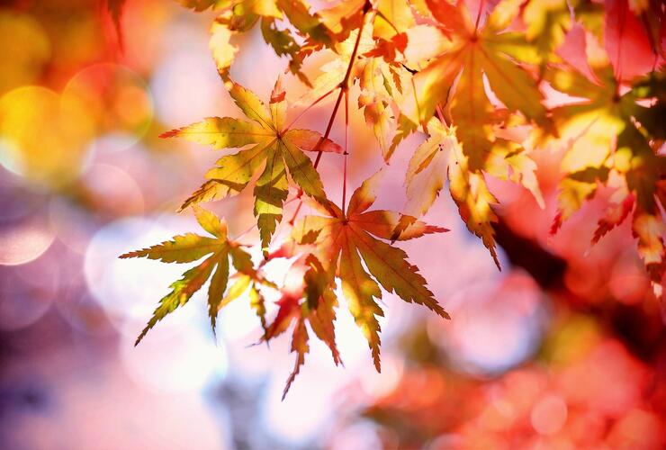 „Gemeinsam den Herbst erleben“ Moorerlebnispfad Inzell