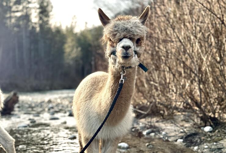 ALPaca-Wanderung