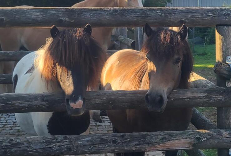 Kinderglück und Ponyzeit