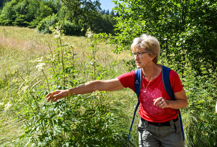 Die Waldapotheke - Heilsames aus`m Woid