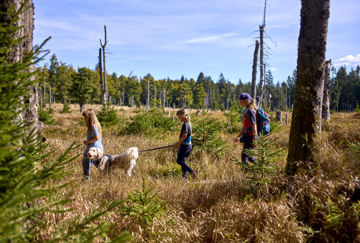Hundewanderung - auf 4 Pfoten durch den Lamer Winkel