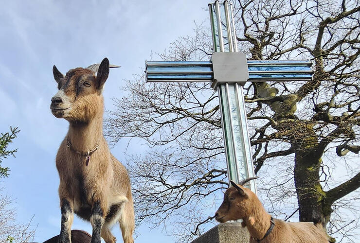 Abenteuer mit Tobi und seinen Ziegen