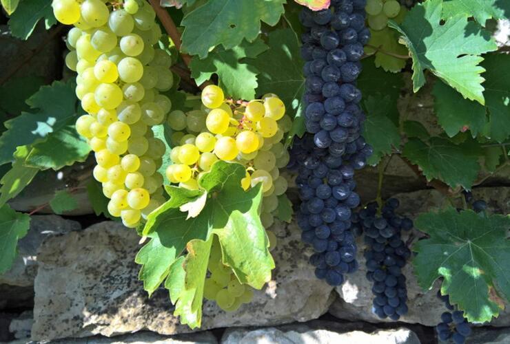40. Dorfweinfest Tauberzell rund um die Hirtenscheune
