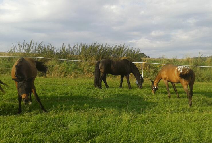 Spitzenreiten Irmelshausen