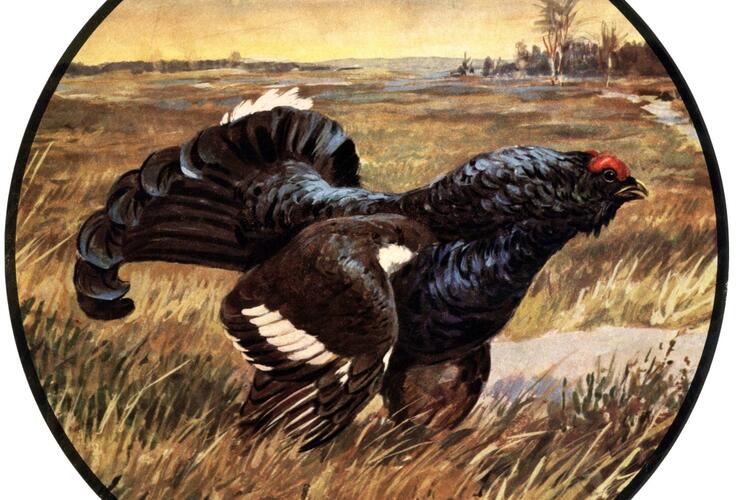 Christbaumversteigerung