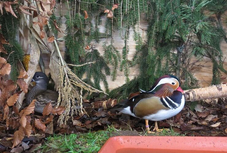 Gunzenhäuser Taubenmarkt