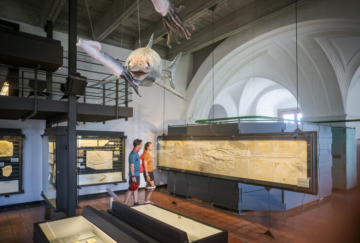 Winterzeit - MuseumsZeit: Zeitreise ins Jura-Meer