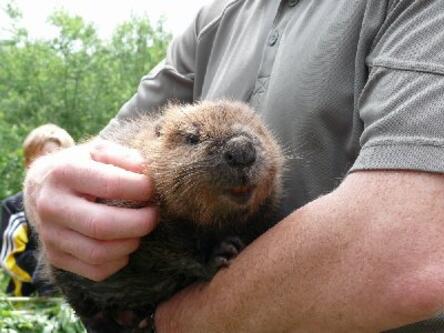 Bibertour in Rimsting am Chiemsee