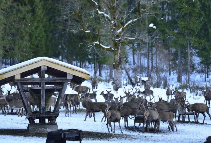 Begleitete Wanderung zur Wildfütterung