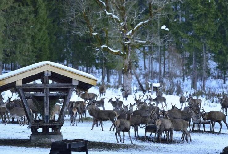 Begleitete Wanderung zur Wildfütterung