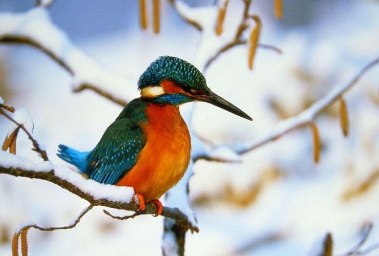 Vogelbeobachtung im Klosterland