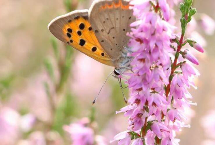 Treffen der Naturfotografengruppe