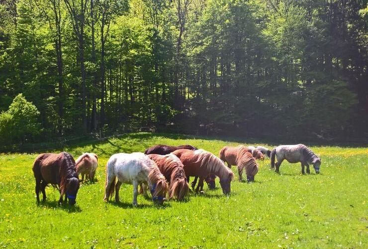 Geführtes Kinderponyreiten