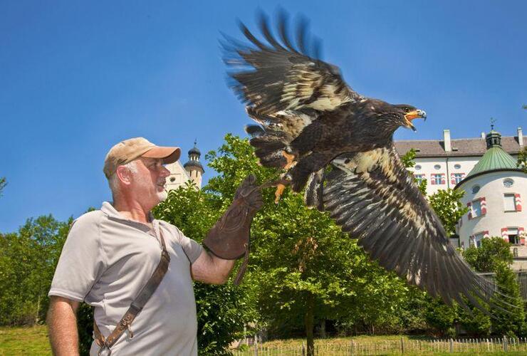 Flugvorführung Falknerei