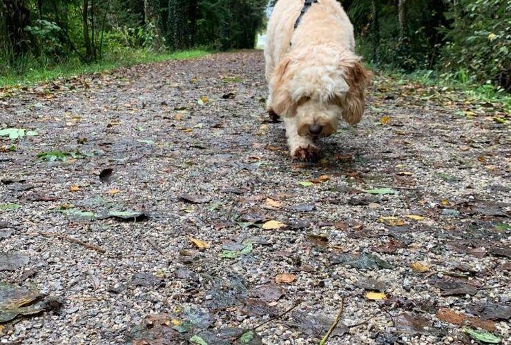 Geführte Krimi-Hundetour