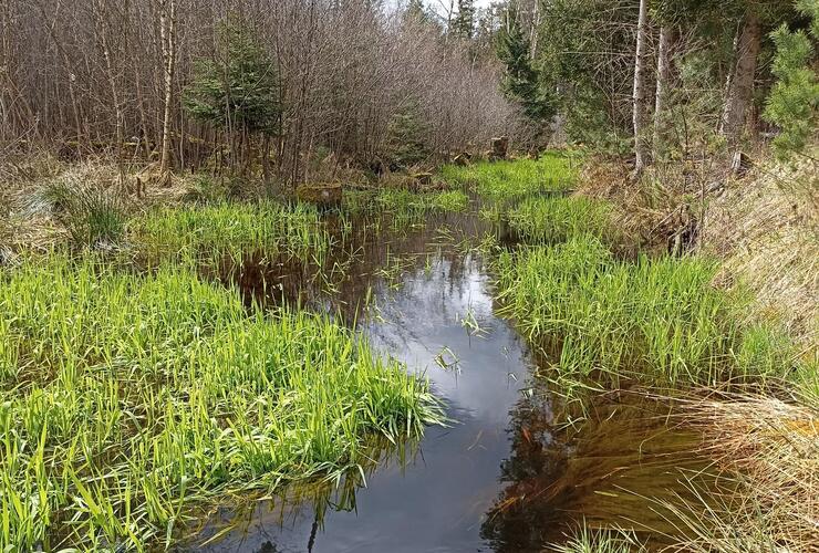 Zwergerl-Waldspiel-Gruppe