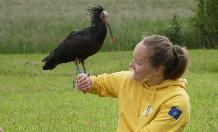 „Reason for Hope: Die Wiederansiedlung eines Zugvogels”