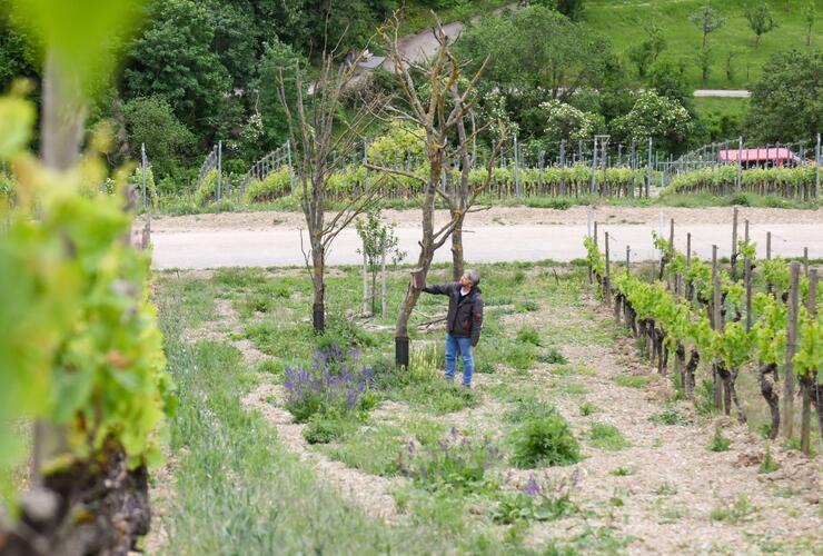Wein und Wissenschaft - Was macht der Klimawandel mit dem Weinbau?