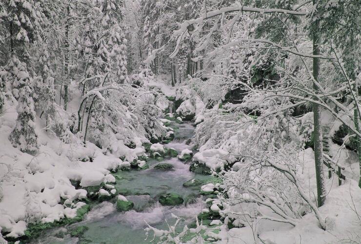 Wundersames Waldgeflüster - die Sprache der Bäume und Kräuter