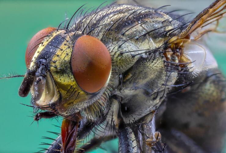 Entdecke die Mikrowelt  - Blick durch das Binokular an der Umweltstation