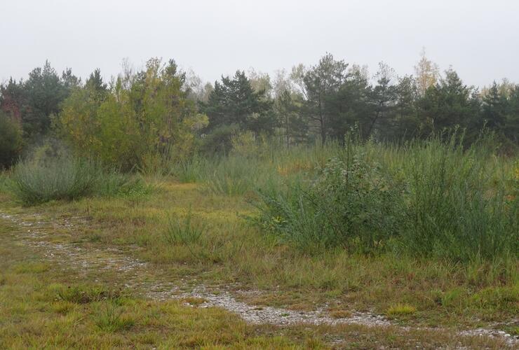 Durch Gehölzrückschnitt mehr Licht für Seltene Pflanzen - Freiwilliger Einsatz für die Artenvielfalt