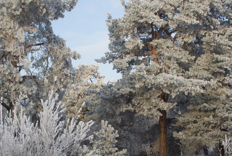 Die Kraft von Wurzeln und Rinden - Naturführung mit Workshop