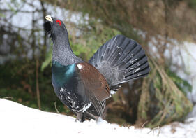 Mit dem Biosphären-Ranger naturverträglich unterwegs – im Einklang mit Auerhuhn und Co.