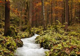 Wundersames Waldgeflüster - die Sprache der Bäume und Kräuter