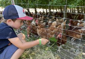 Glückliche Hühner und ihre Eier – Bauernhoferlebnis bei Familie Hofhammer in Teisendorf