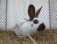 Kleintierschau 2026 in Peiting