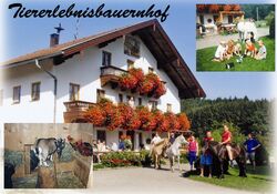 Ponyreiten auf Islandponys in Chieming
