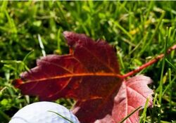 Golfclub Gut Ising - Abgolfen 2025