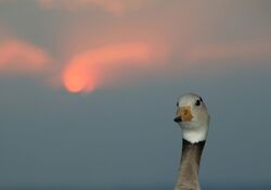 Geführte Vogelbeobachtung in Chieming