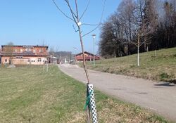 Kurs "Obstbäume fachgerecht pflanzen"