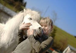 Pony Team - alles rund ums Pony