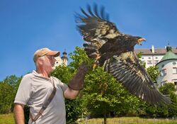 Flugvorführung Falknerei