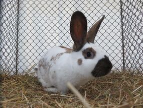 Kleintierschau 2026 in Peiting