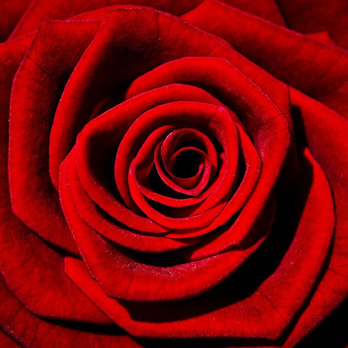 Von der Rose und der Ewigkeit/About a Rose and Eternity