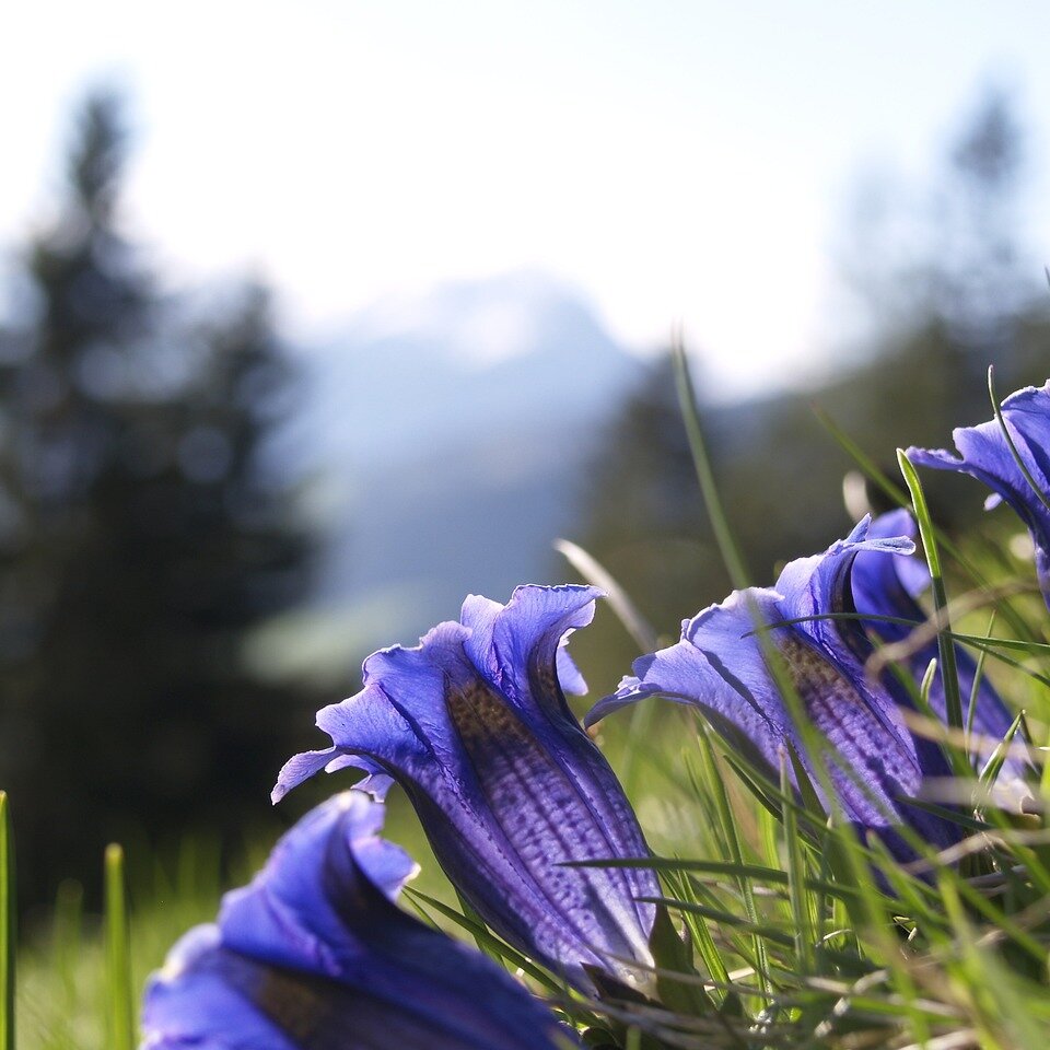 Heilkräuter- und Bergblumenwanderung an den Quellen der Prien auf den Spitzstein-Almen
