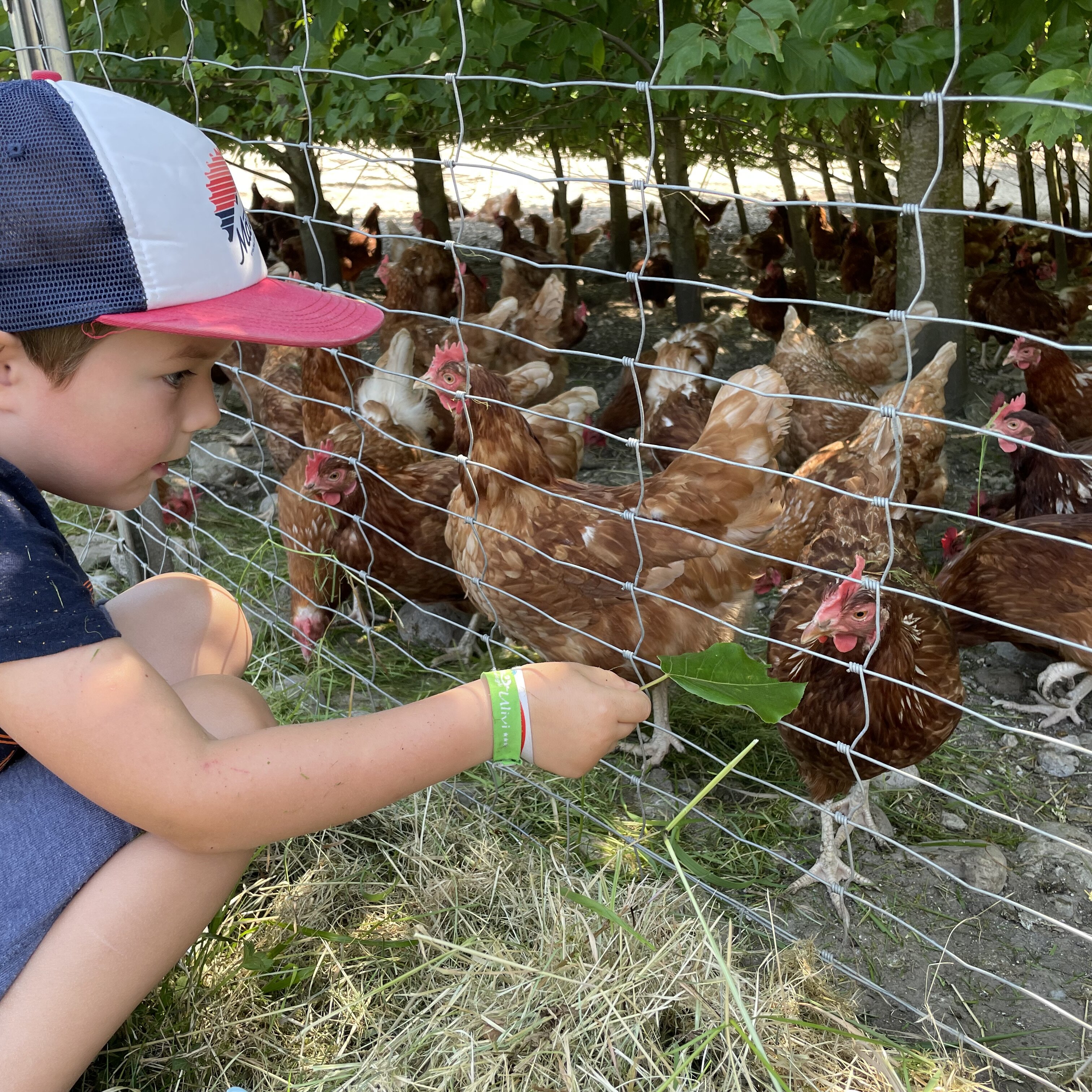 Glückliche Hühner und ihre Eier – Bauernhoferlebnis bei Familie Hofhammer in Teisendorf
