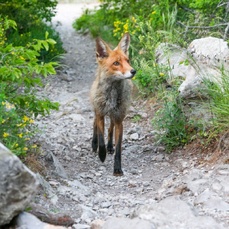 Coyote-Teaching