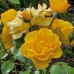 Die Rose – Faszination einer königlichen Pflanze