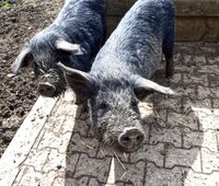 Schwein, Huhn & Co. - Tierführung