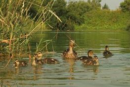 Bild: Monatstreffen der KG Nürnberg/er Land